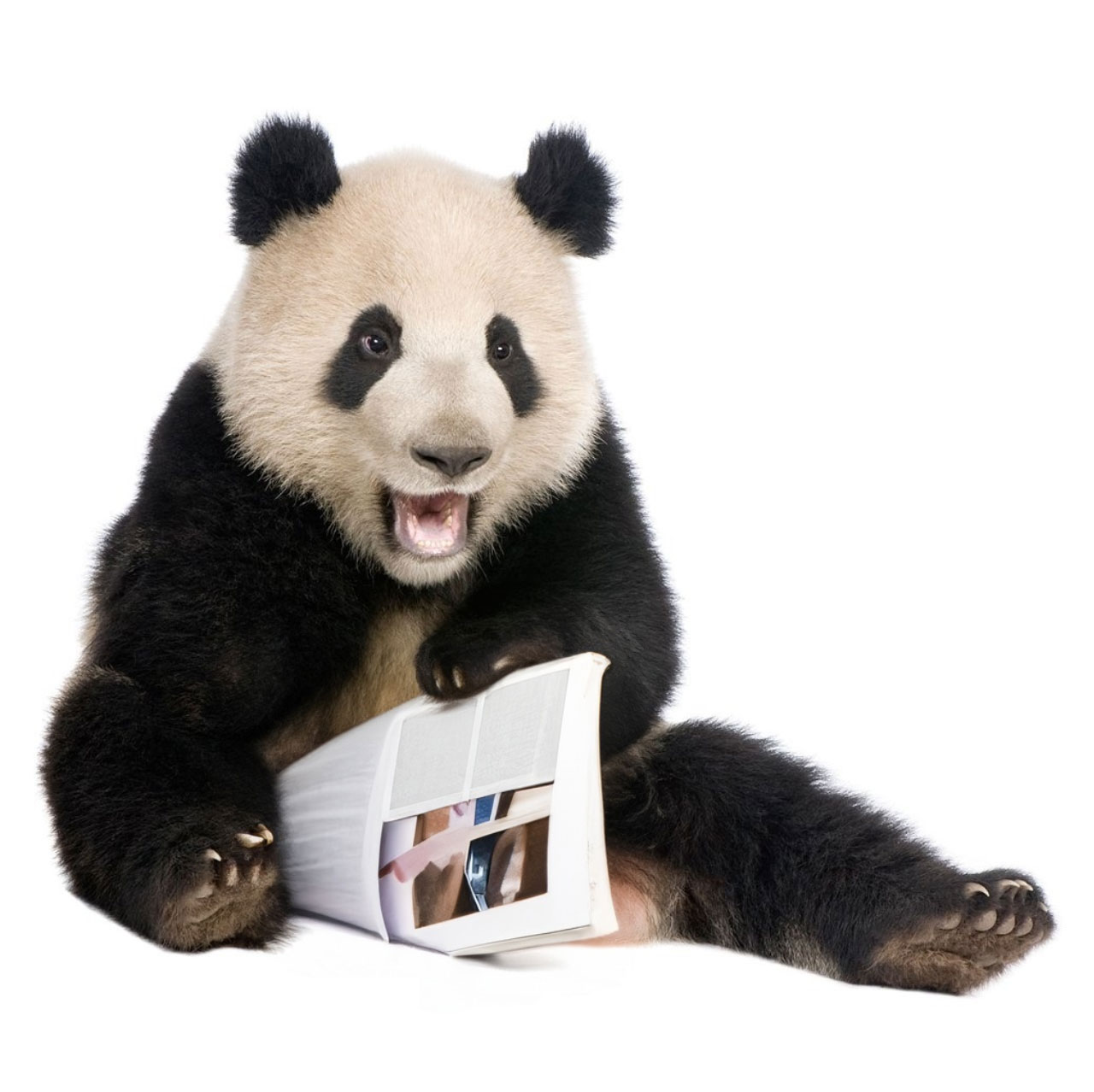 Tämä panda rakastaa luontolehtien lukemista ja rentoutumista niiden parissa.